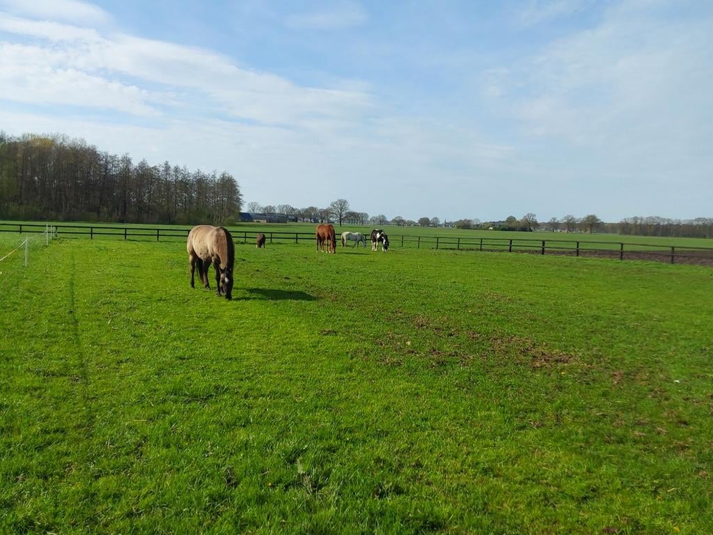 Pensioen /pensionstalling  aangeboden in Wesepe, Stalling, 1 paard of pony