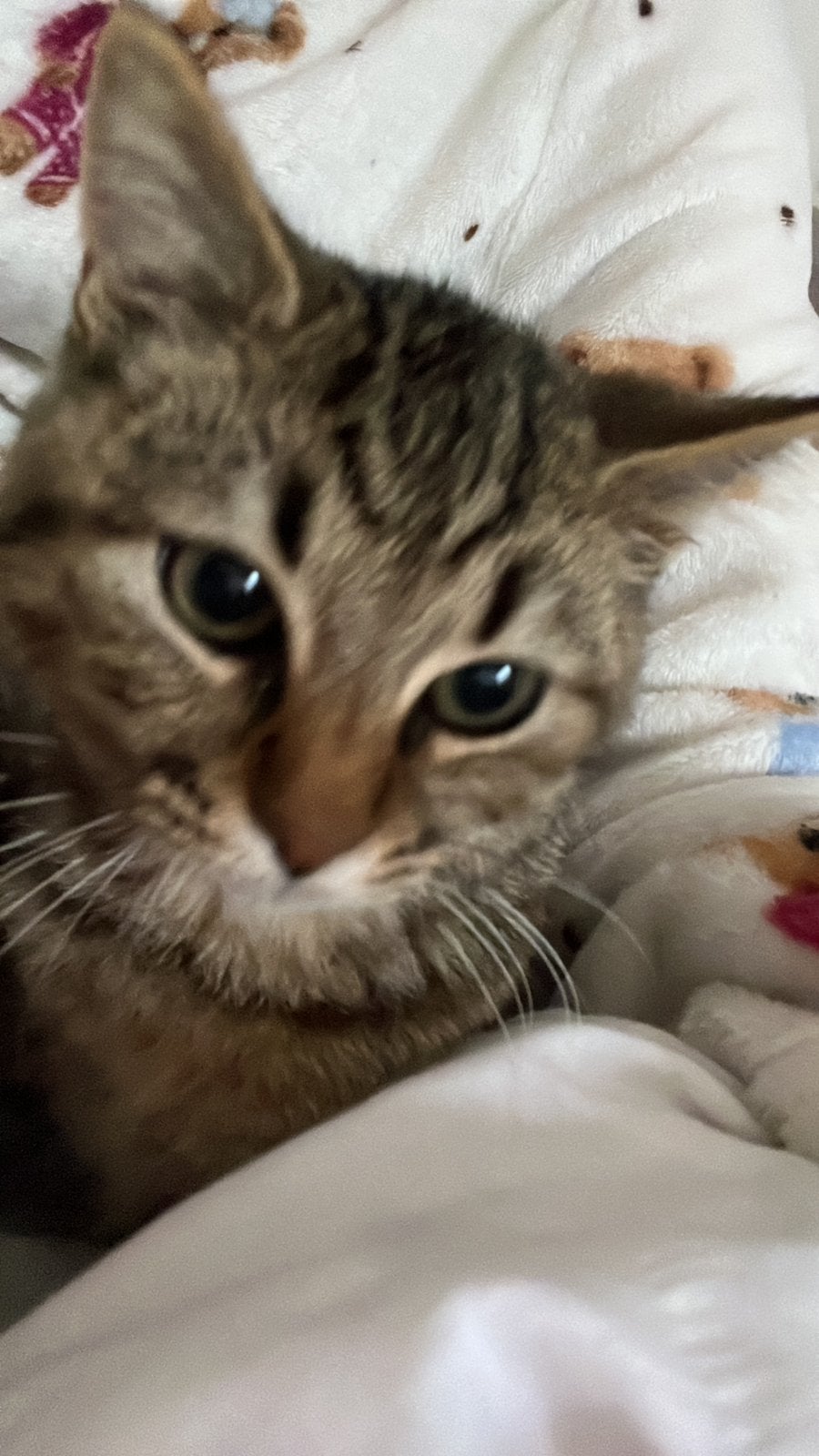 Sokoke mannetje kat 3maanden oud, Dieren en Toebehoren, Ophalen