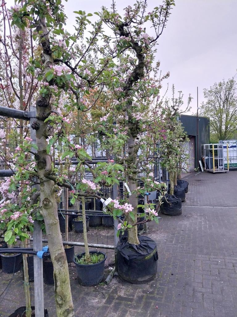 Oude Elstar Appelboom - Prachtige Bloesem en Vruchten, Tuin en Terras, Ophalen, Lente, Volle zon, In pot