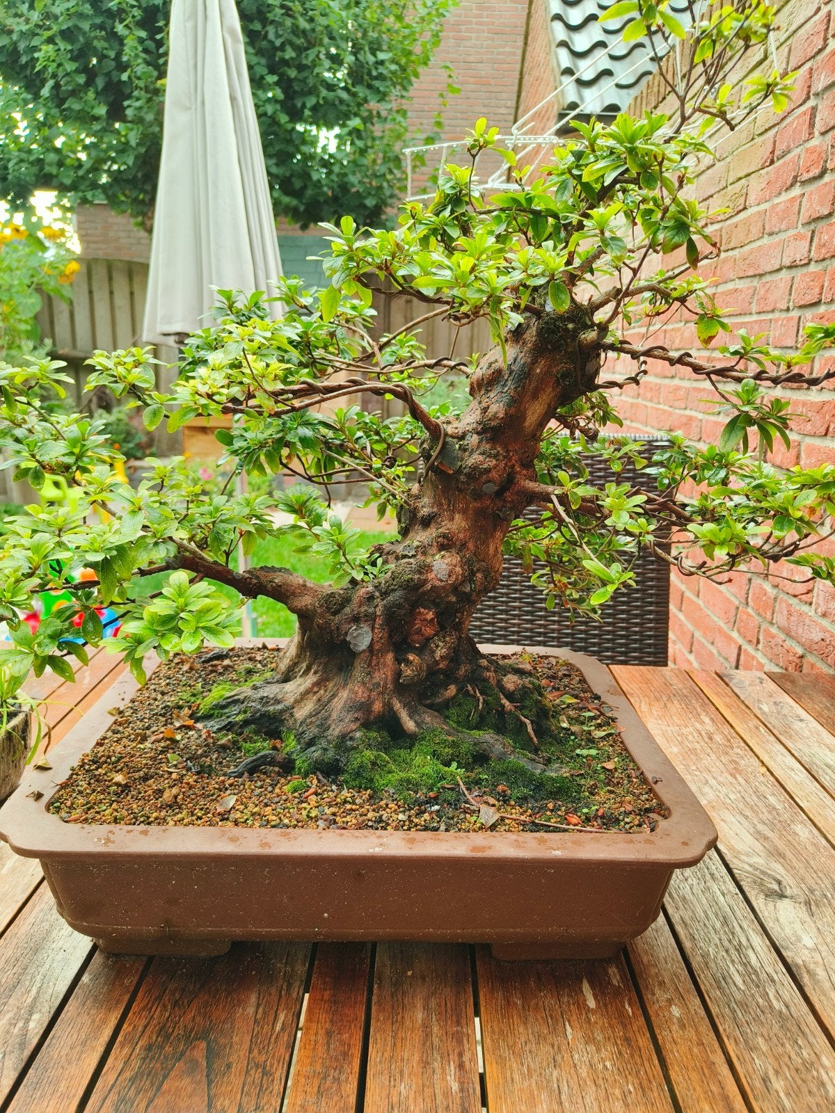 Volwassen Azalea Bonsai Satsuki - Dikke Stam, Diverse Bloeme, Vaste plant, Halfschaduw, Lente, Ophalen