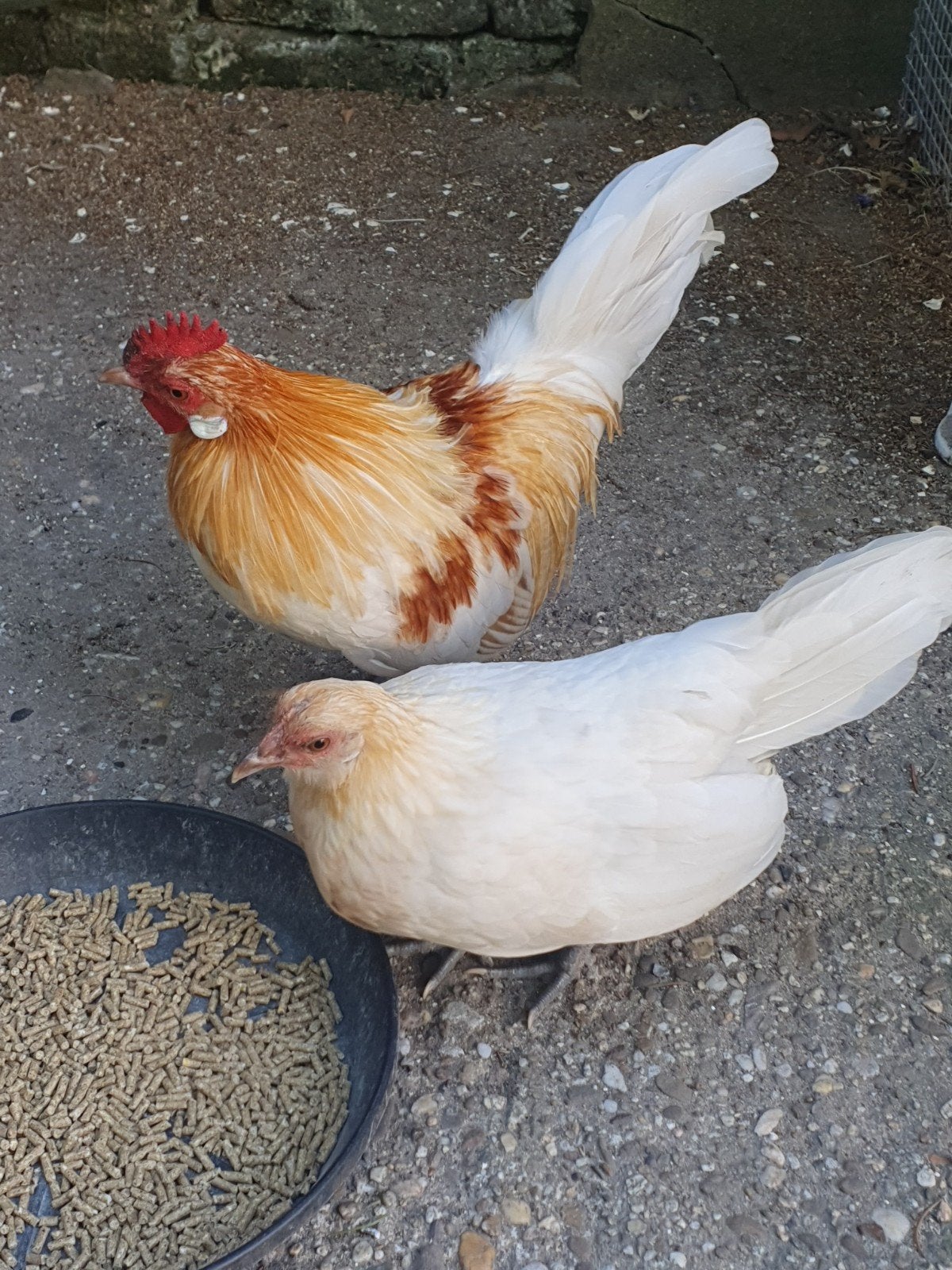 Mooi koppel Hollandse krieltjes, Meerdere dieren, Kip