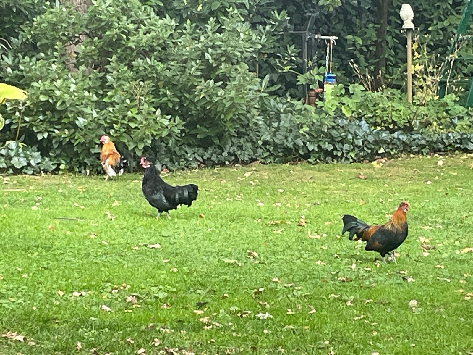 Haantjes gratis af te halen, Dieren en Toebehoren