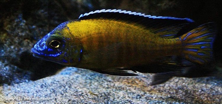 Aulonocara stuartgranti Usisya (3M/3V), Vis, Zoetwatervis