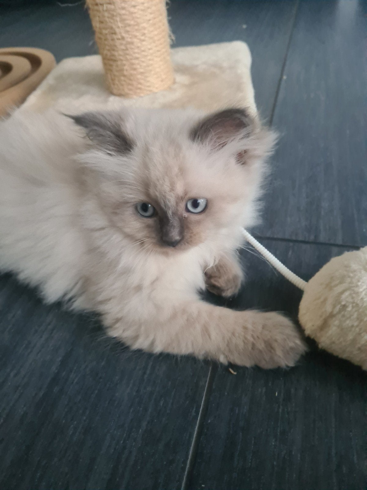 schattige dame siberische/ragdoll kitten, Meerdere dieren, Ontwormd, 0 tot 2 jaar