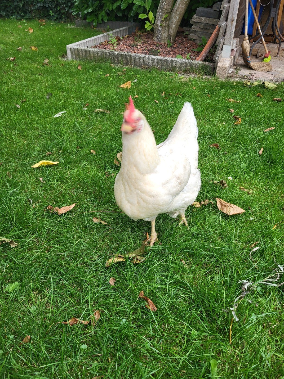Witte kip 3 jaar oud., Vrouwelijk, Kip