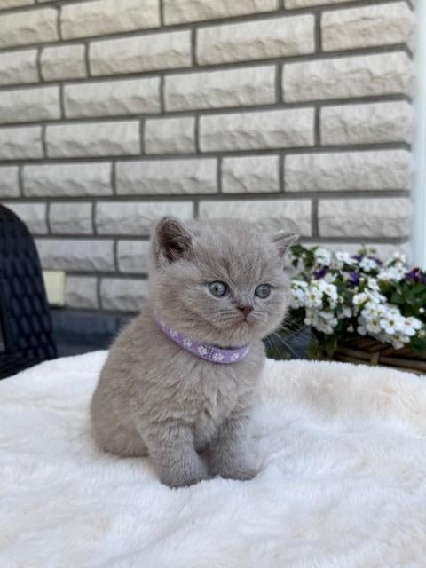 Schitterend Britse korthaar kittens, Dieren en Toebehoren, Katten en Kittens | Raskatten | Korthaar, Meerdere dieren, Met stamboom