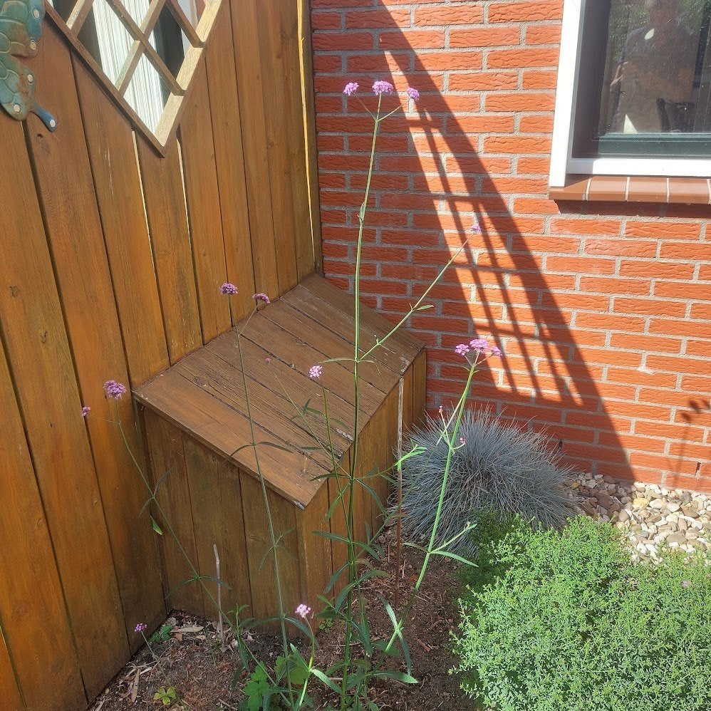 Verbena, Tuin en Terras, Planten | Tuinplanten, Volle zon, Tweejarig, Zomer, Ophalen