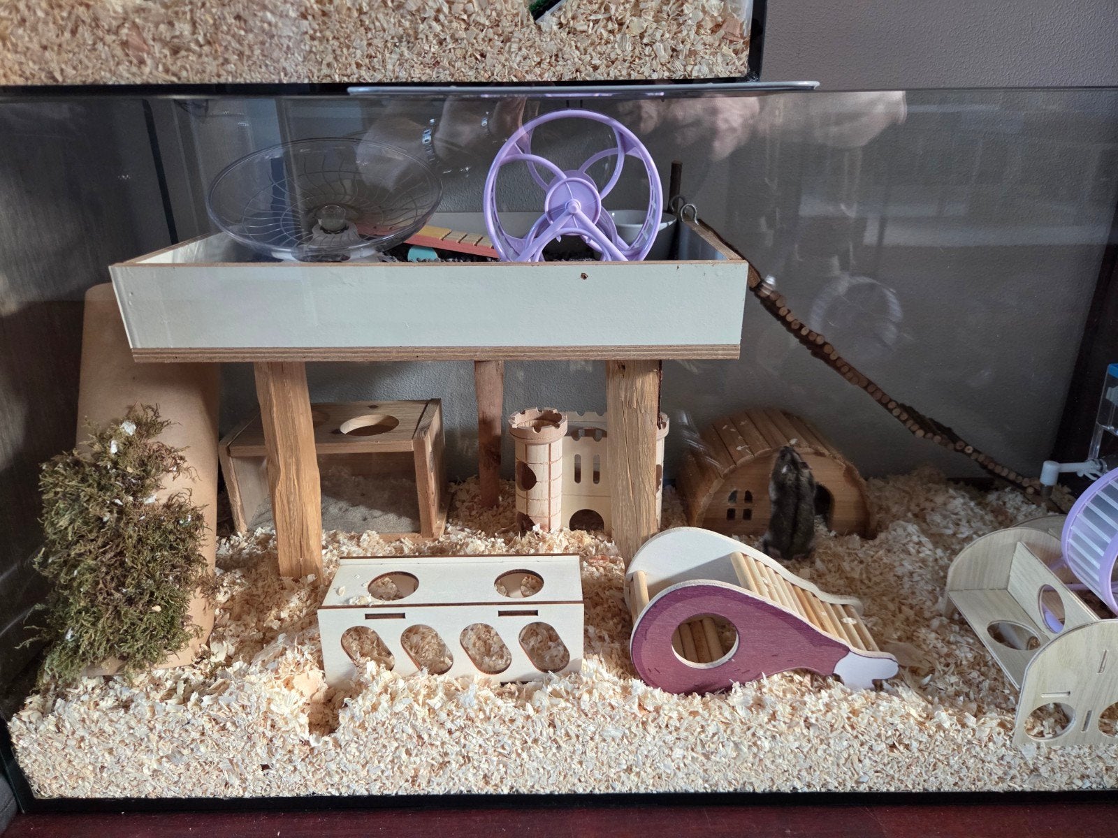 Hamsterkooi naar keuze + evt spullen + jonge hamster, Dieren en Toebehoren, Ophalen of Verzenden, Hamster