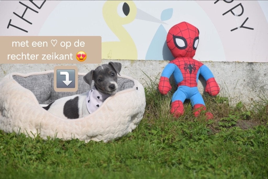 Jack russel pups particulier geboren tussen de paarden 🐴🐶, België, Jack Russell Terriër, 8 tot 15 weken, Meerdere