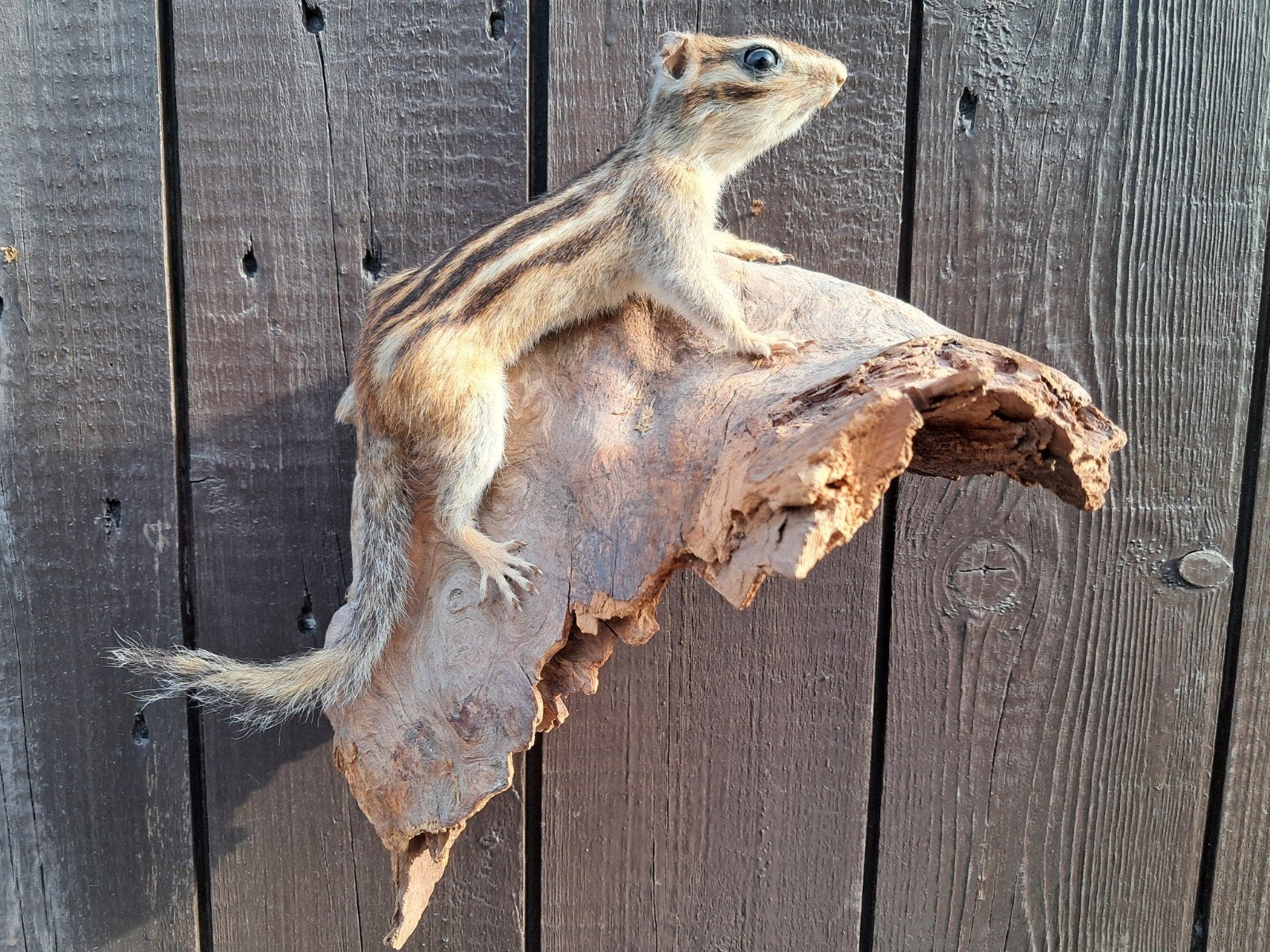 Opgezette Siberische eekhoorn – zeldzaam taxidermie stuk, Ophalen of Verzenden, Zo goed als nieuw, Wild dier, Opgezet dier