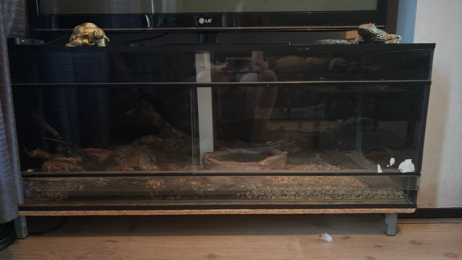 Ball pythons, Ophalen