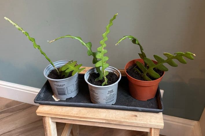 Gewortelde Zaagcactus Stekjes in Kweekpot, Ophalen, Halfschaduw, Minder dan 100 cm