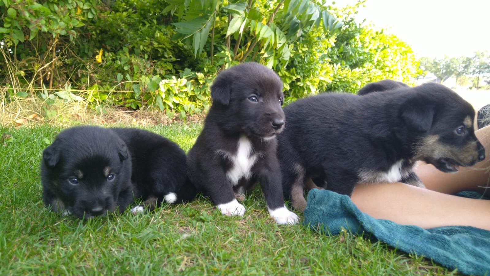 puppy's  kruising border colli/   labrador., 8 tot 15 weken, Meerdere dieren, Eén hond, Nederland
