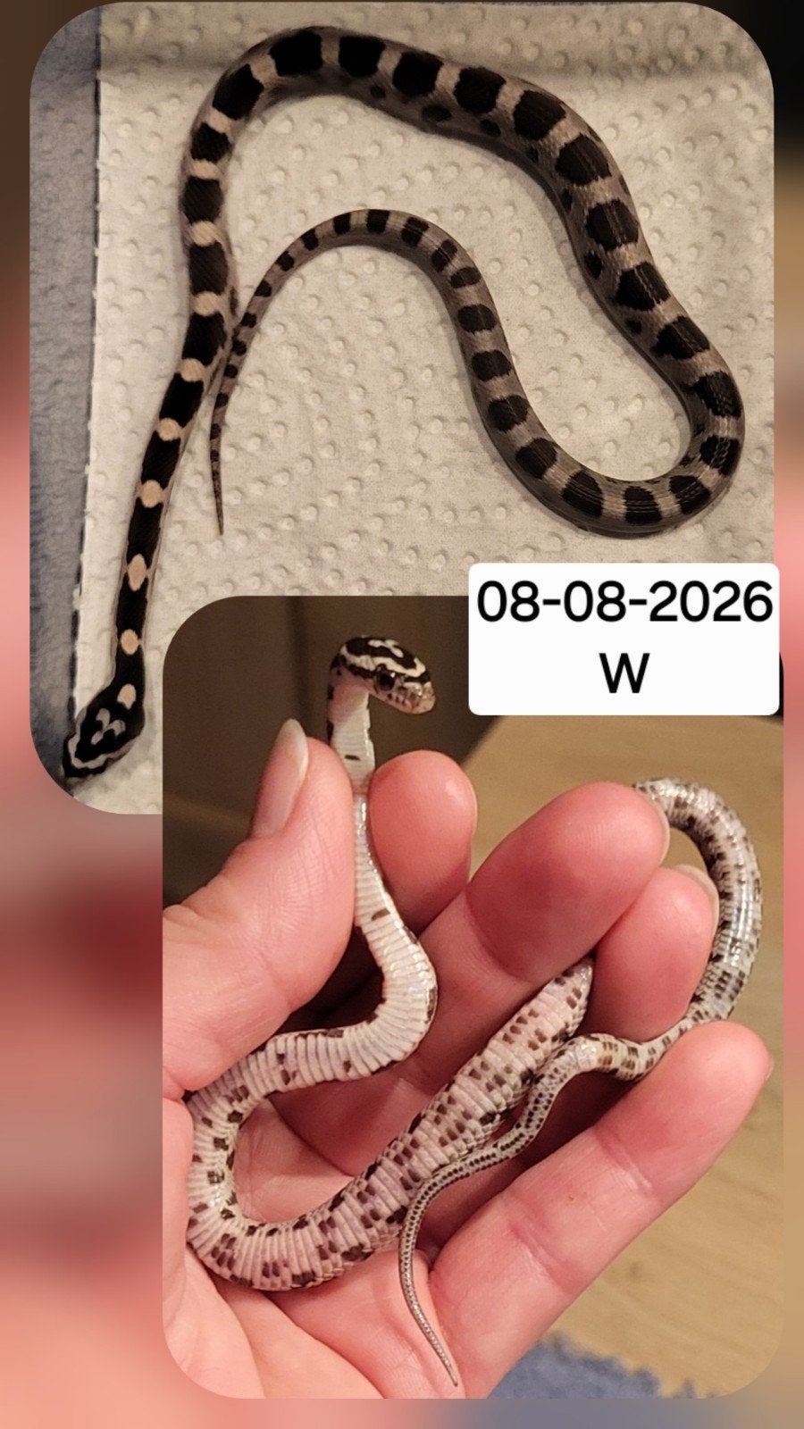 Jonge rattenslangen/korenslangen Corn Snake photo 15