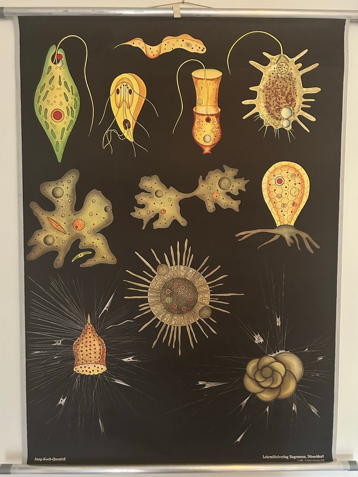 Biologie Schoolplaat: Micro-organismen, Ophalen of Verzenden