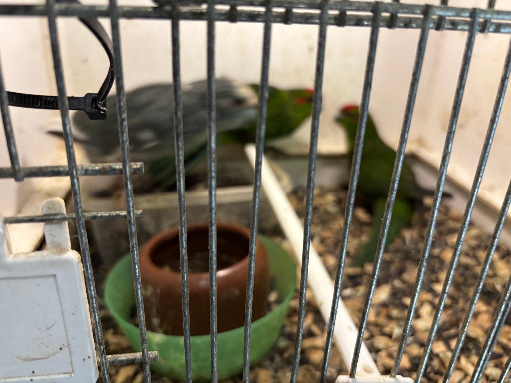 kakariki 3 stuks, Dieren en Toebehoren, Vogels | Parkieten en Papegaaien, Meerdere dieren, Parkiet, Geringd