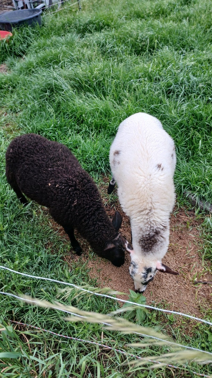 Twee lammeren, Dieren en Toebehoren, Meerdere dieren, Schaap