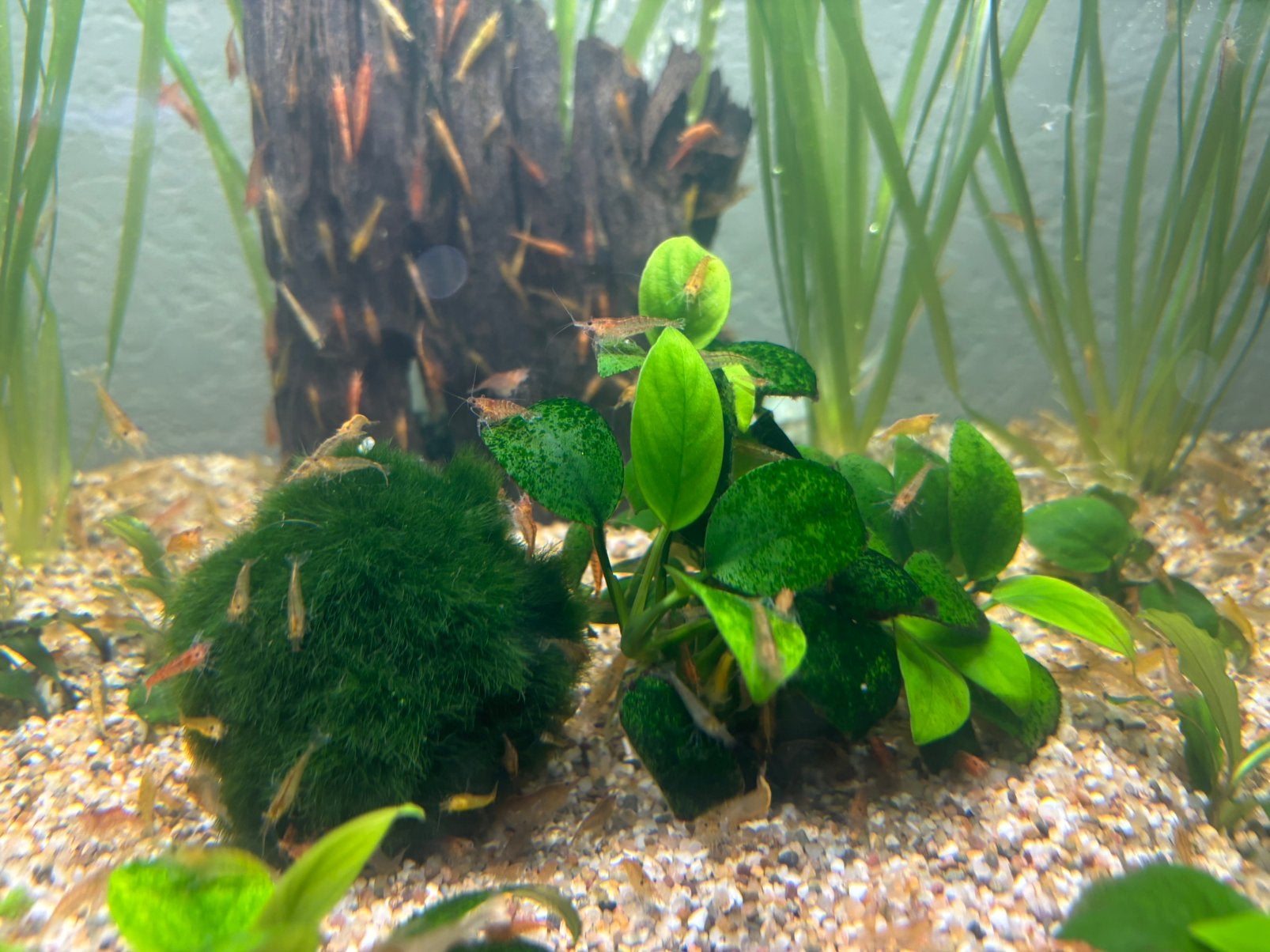Neocaradina garnalen €5 voor 10, Dieren en Toebehoren, Vissen | Aquariumvissen, Kreeft, Krab of Garnaal