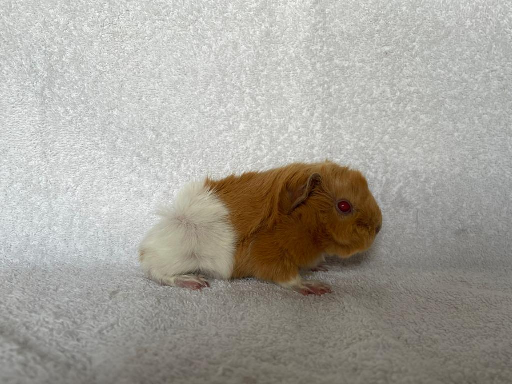 Saffraan-wit peruvian AD cavia beertje, Dieren en Toebehoren, April, Mannelijk, Cavia