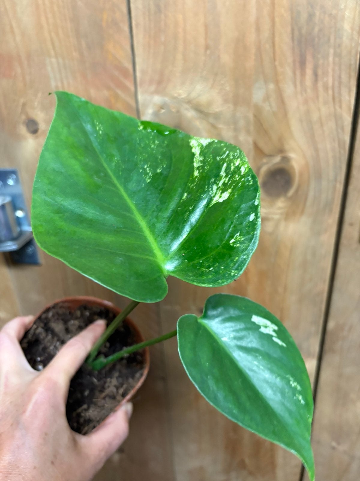 Monstera deliciosa variegata plant large albo white mint, Ophalen of Verzenden, Halfschaduw, Minder dan 100 cm