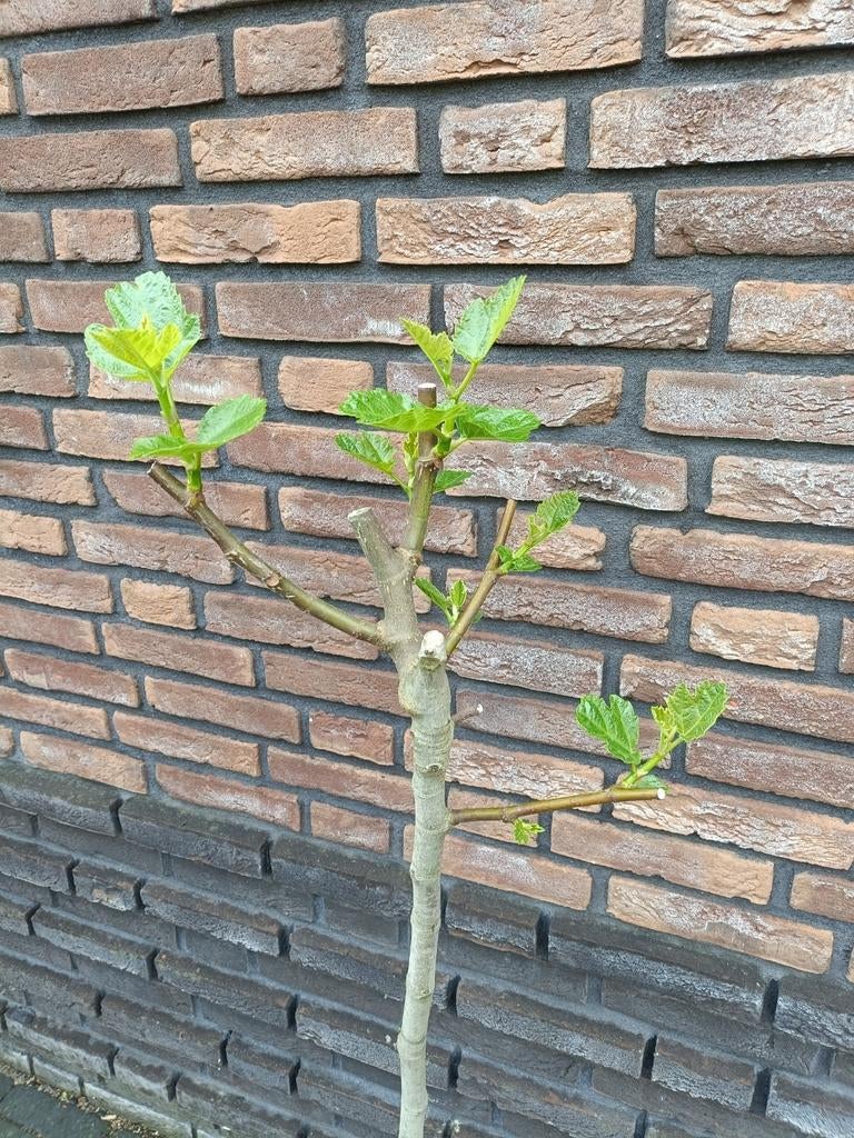 Vijgenboom op stam, 1.30m hoog, Ophalen, Vijgenboom