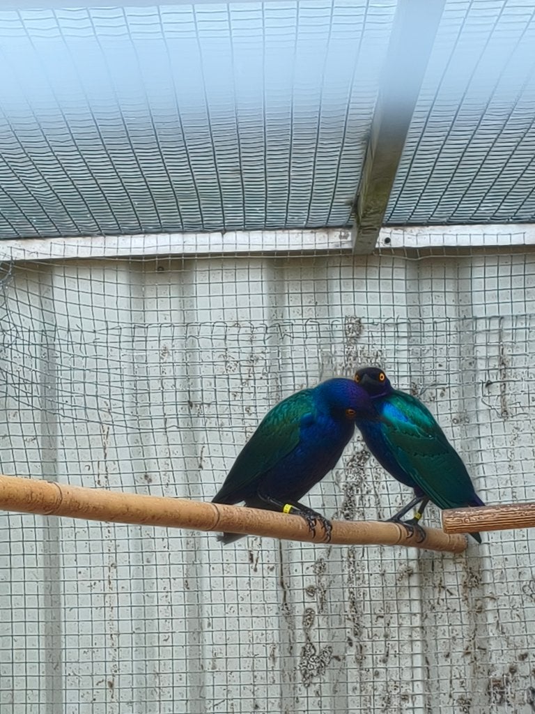 purperglansspreeuwen, Dieren en Toebehoren, Meerdere dieren, Tropenvogel, Geringd