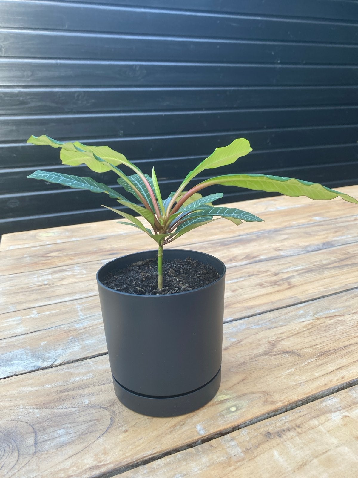 Madagaskar Jewel in Elho pot, Huis en Inrichting, Kamerplanten, Ophalen, Vetplant, Halfschaduw, In pot
