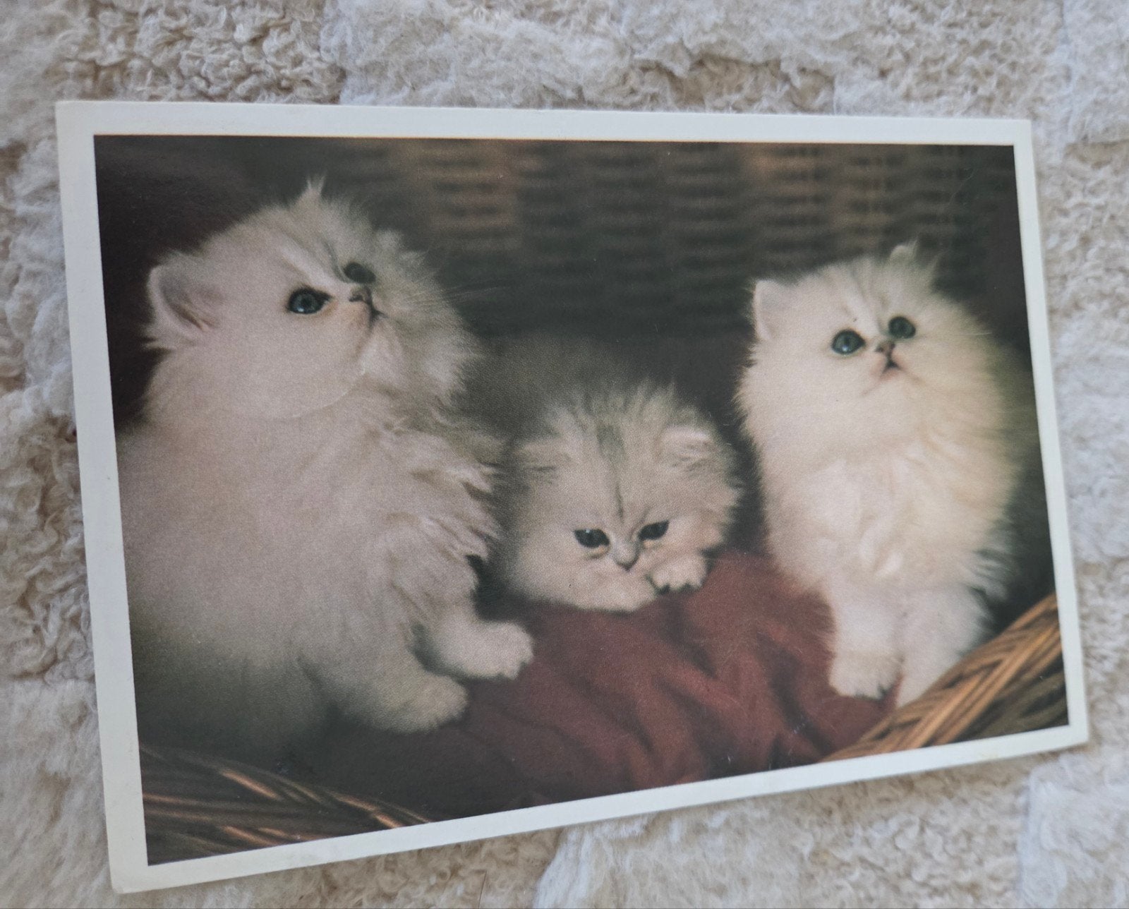 Ansichtkaart met schattige kittens - Gelopen, Verzenden, 1980 tot heden, Gelopen, Hond of Kat