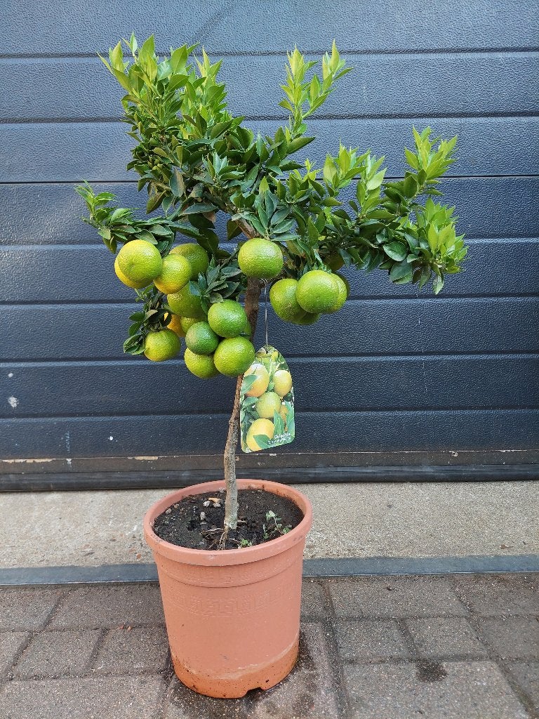 Citrus Myrtifolia 'Chinotto' - Mirtebladige Mandarijn H:83cm, Ophalen, Minder dan 100 cm, Volle zon, Citroenboom