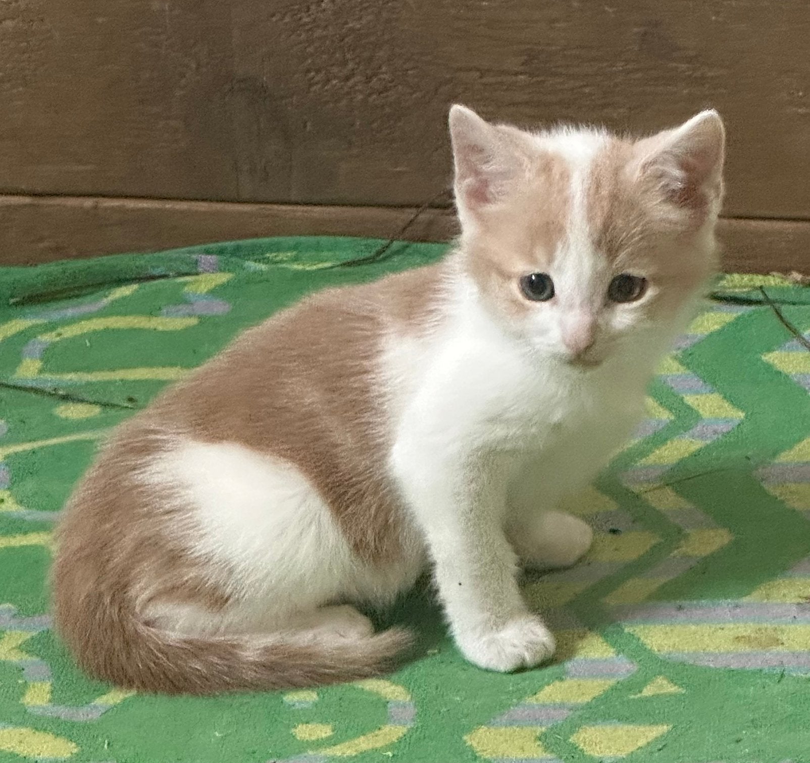 5 boerderijkittens, Poes