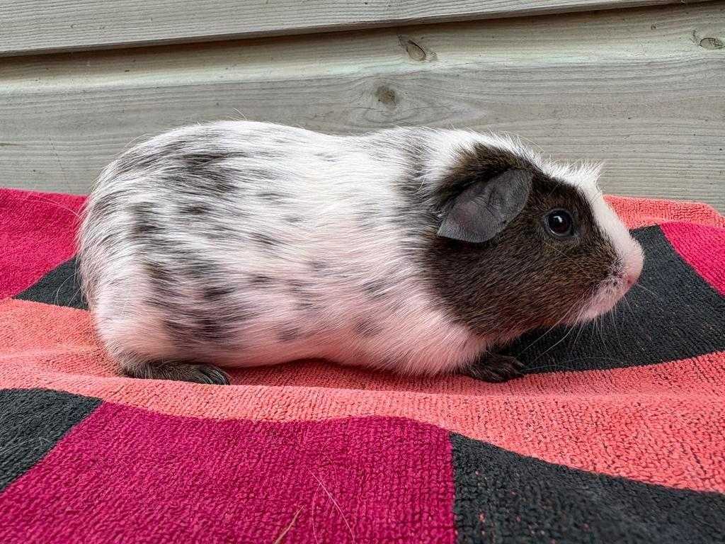 Dalmatiërs cavia’s, Dieren en Toebehoren, Februari, Mannelijk, Cavia
