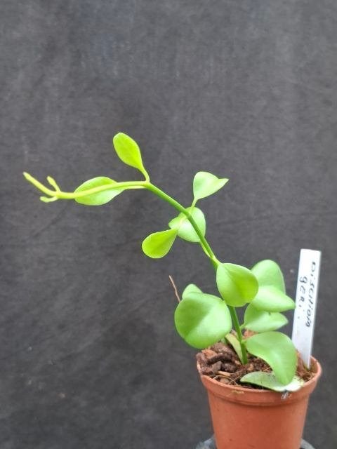 Dischidia geri, Overige soorten, Minder dan 100 cm, Bloeiende kamerplant, Halfschaduw