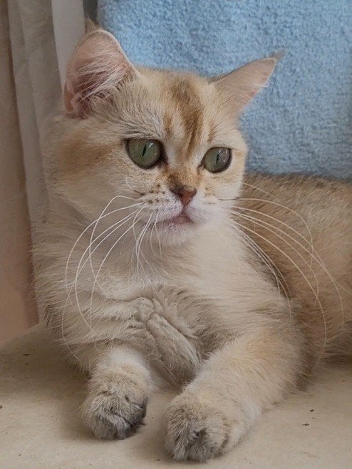 Britse korthaar poes  1,5 jaar oud, Poes