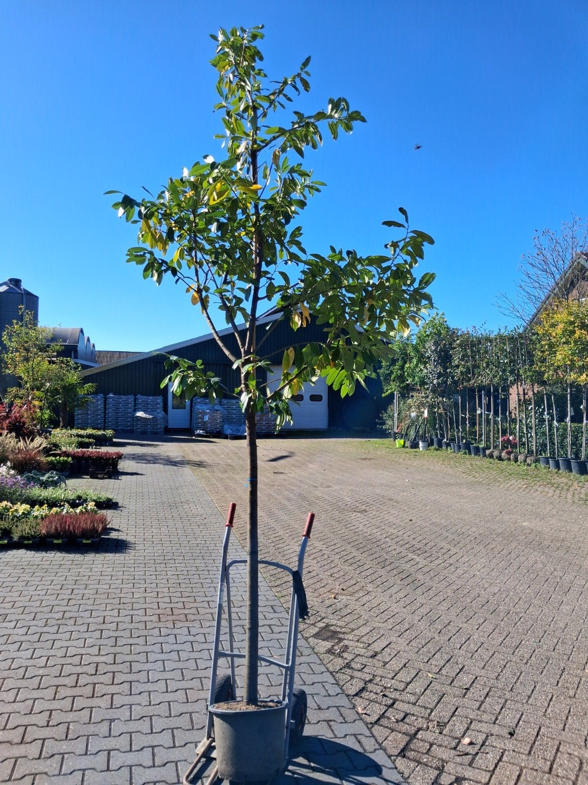 Actie: Hoogstam Laurier - Prunus laurocerasus, Ophalen of Verzenden, Halfschaduw, Overige soorten