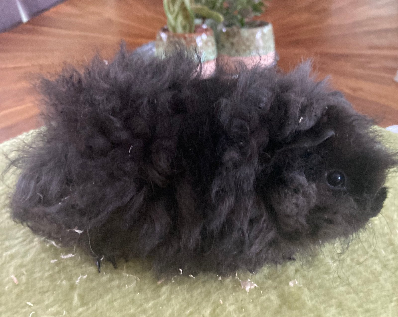 Jonge lunkarya cavia beertjes, Dieren en Toebehoren, Cavia, Augustus, Mannelijk, Tam
