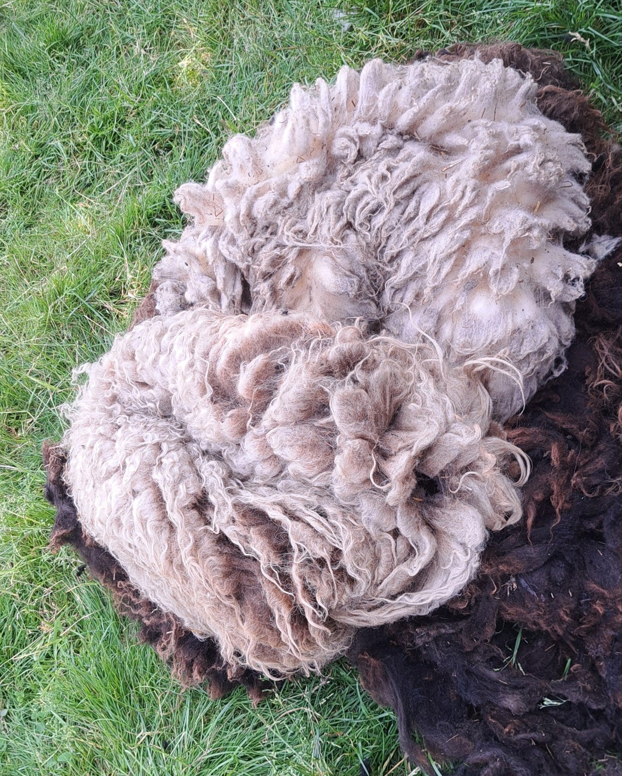 Schapenwol, schapenvachten, vilten, kaarden, spinnen, Vrouwelijk, Schaap