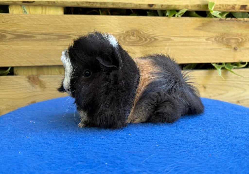 Jonge Peruvian Cavia, Vrouwelijk, Tam, Maart, Cavia