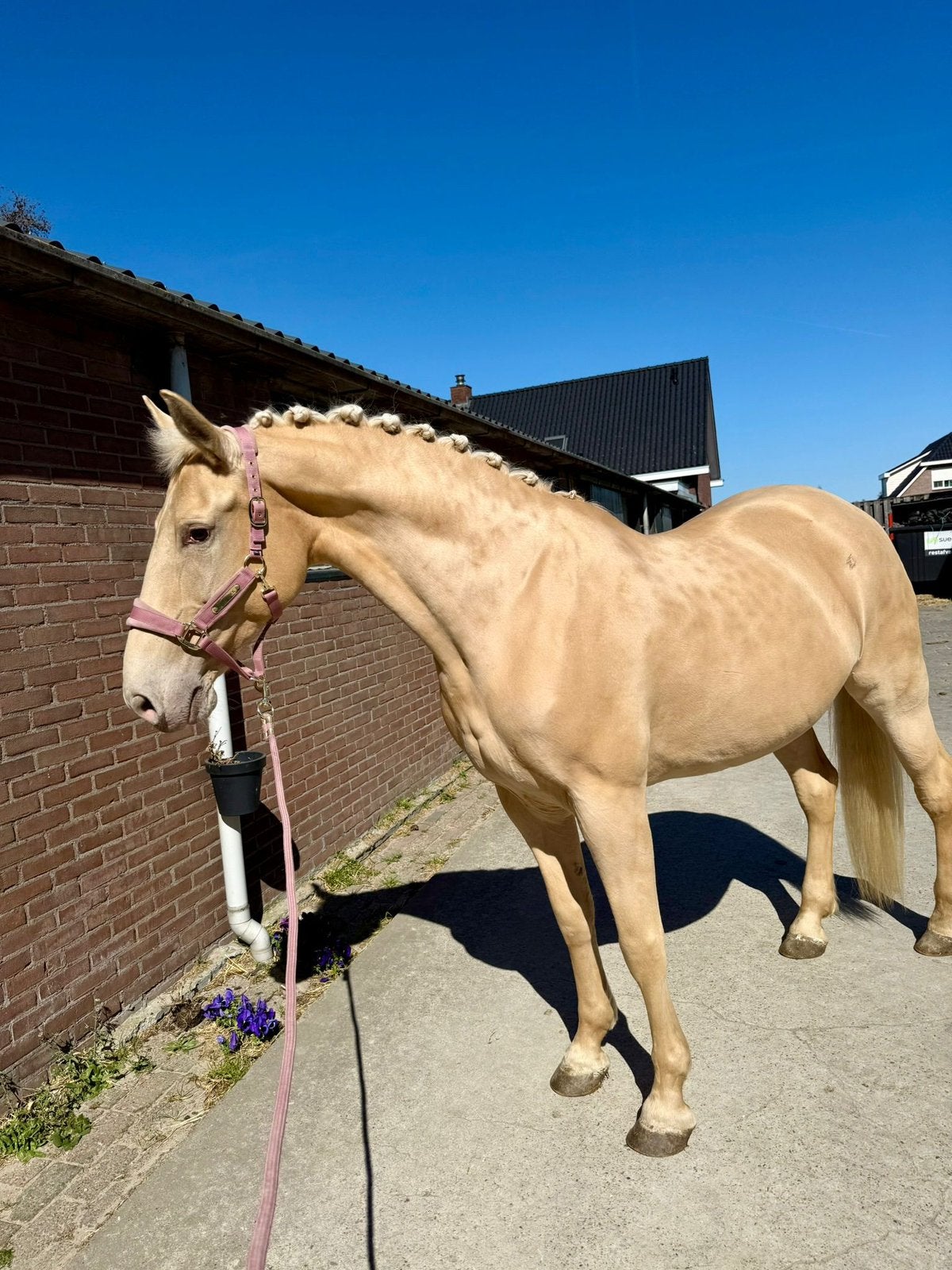 Spaanse merrie – gold champagnekleur, Merrie, Niet van toepassing, Ontwormd, 11 jaar of ouder