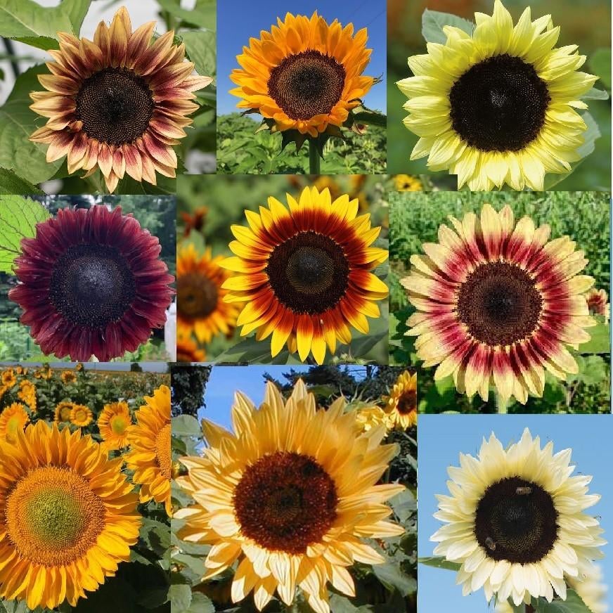 ProCut Zonnebloemzaden 15 verschillende kleuren zonnebloemen, Tuin en Terras, Bloembollen en Zaden, Verzenden, Voorjaar, Volle zon