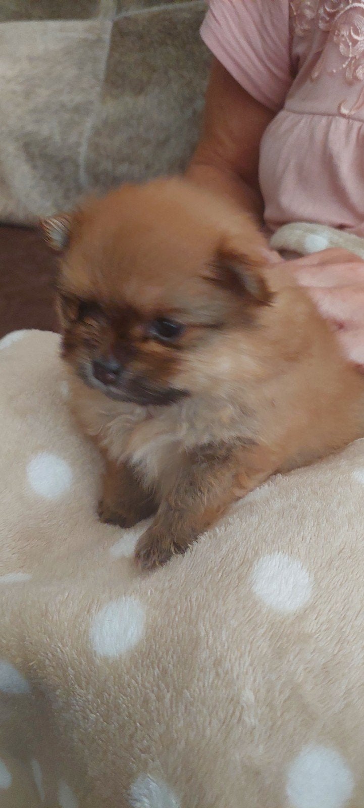  Te koop: Prachtige Mini (bearface) Pomeriaan puppy Teefje, Parvo, Overige rassen, 8 tot 15 weken, Teef