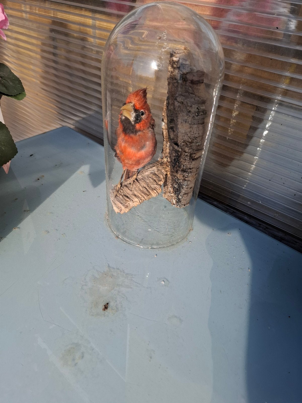 Mooie opgezette vogel in glazen stolp, Ophalen of Verzenden, Gebruikt, Vogel, Opgezet dier