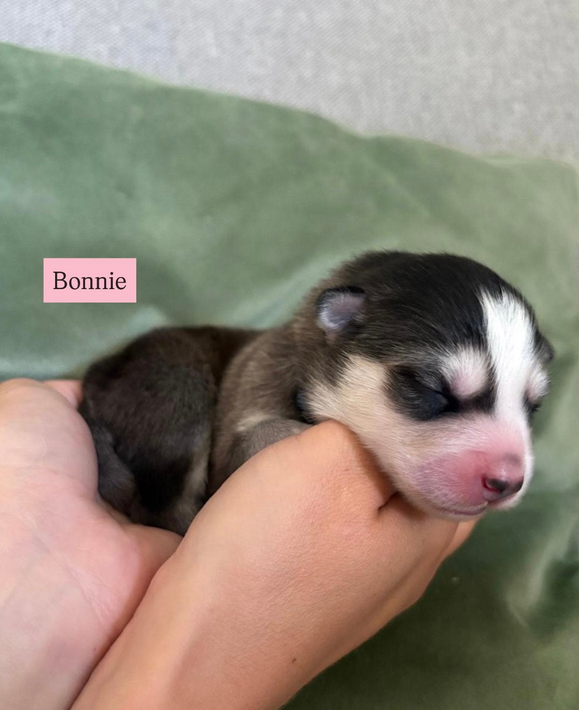 6 prachtige F2 pomsky pups zijn geboren 🩷🩷🩷🩷🩷🩵, Dieren en Toebehoren, Parvo, 8 tot 15 weken, Meerdere, Meerdere dieren