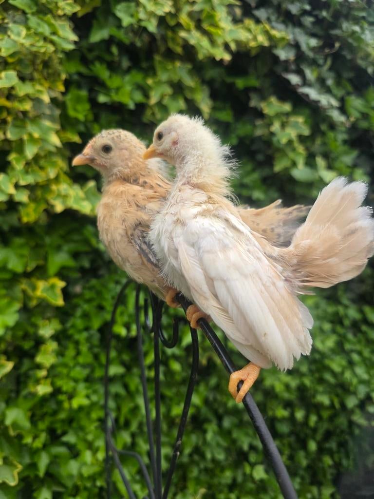 Serama kuikens 5 weken oud., Dieren en Toebehoren, Pluimvee, Kip, Meerdere dieren