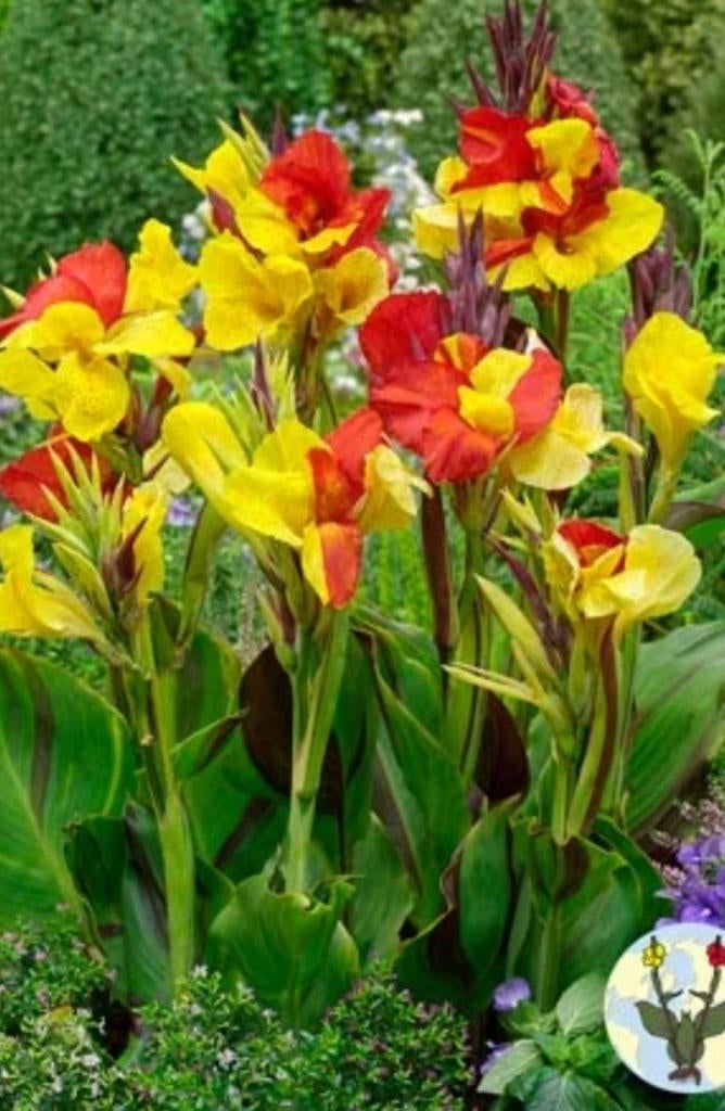 Groot assortiment Canna's, Ophalen of Verzenden, Volle zon, Knol