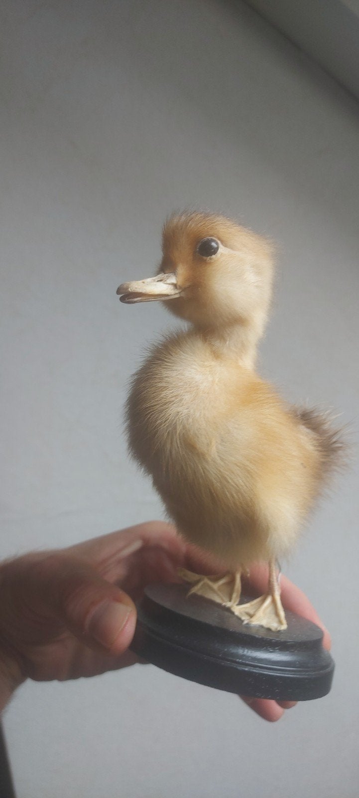 Schattig kuikentje, Verzamelen, Dierenverzamelingen, Ophalen of Verzenden, Zo goed als nieuw, Beeldje of Figuurtje