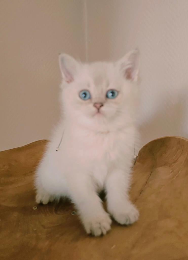 Brits korthaar kittens met stamboom, Meerdere dieren, Met stamboom, 0 tot 2 jaar