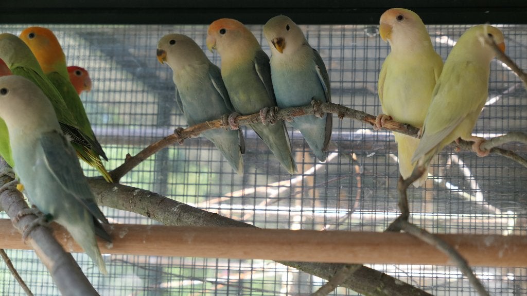 Agapornis Roseicollis, Dieren en Toebehoren, Geslacht onbekend, Dwergpapegaai of Agapornis, Geringd