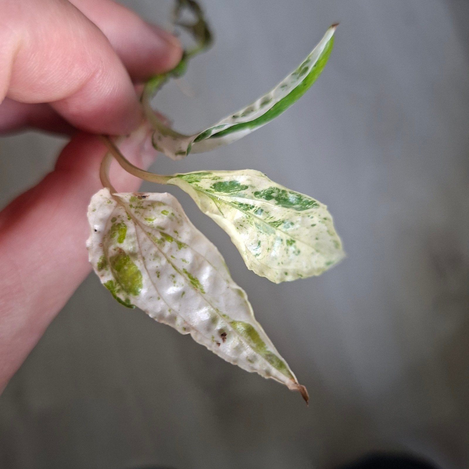 Amydrium medium variegata stek, Ophalen of Verzenden, Halfschaduw, Minder dan 100 cm