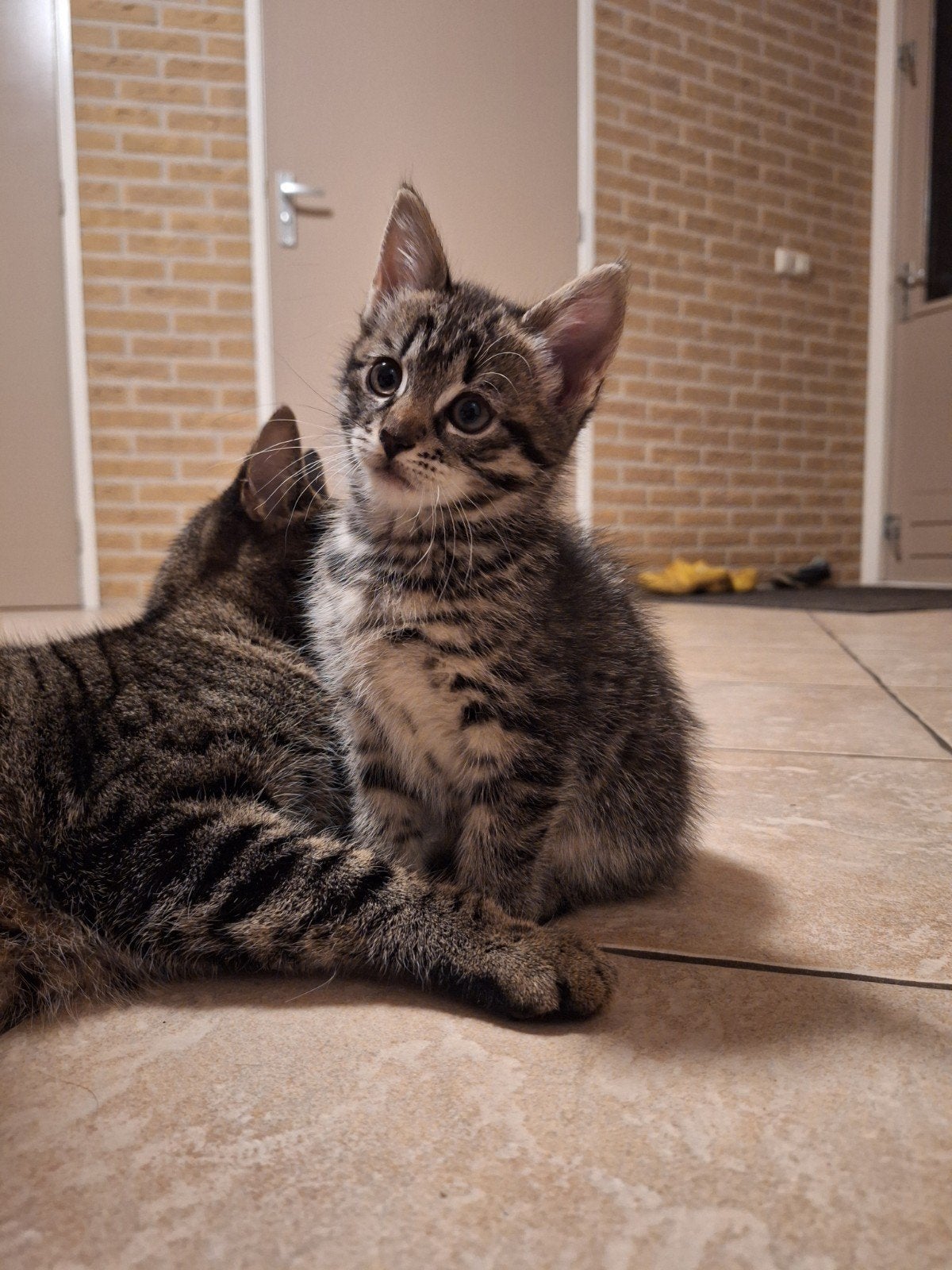 lieve speelse kittens  zoeken goed tehuis, Meerdere dieren, Kortharig, 0 tot 2 jaar
