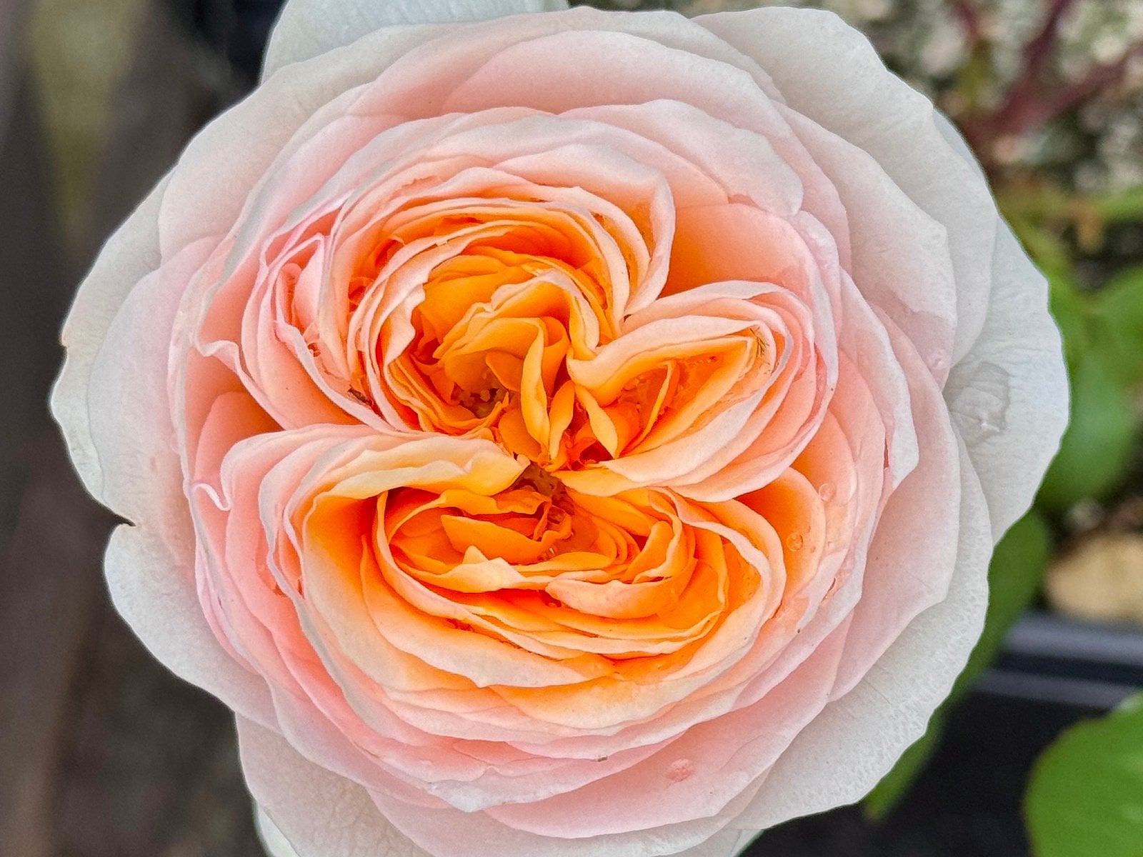 David Austin Juliet (Ausjameson) in 5L pot., Ophalen of Verzenden, Volle zon